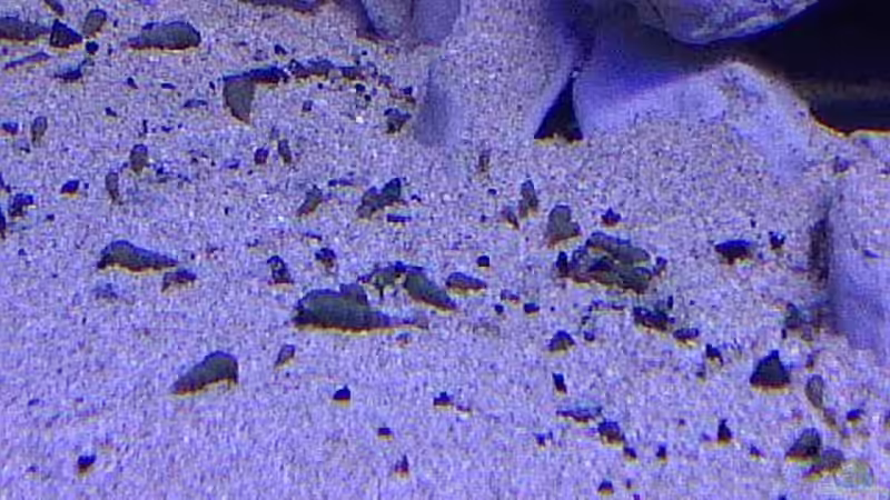 TDS ´´2´´ von mbunafreund (14)