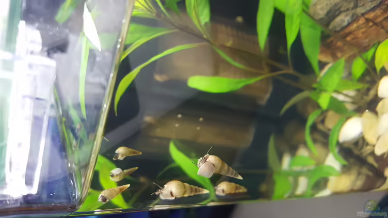 TDS am putzen von Murphy1977 (3)