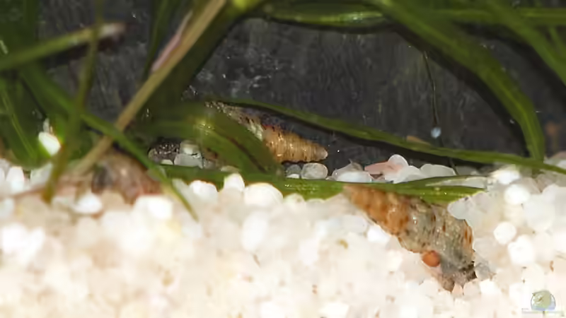 Aquarien mit Melanoides tuberculata (Malaiische Turmdeckelschnecke)