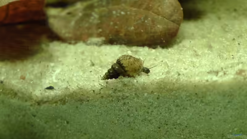 TDS Jungtier von Martin Ihde (25)