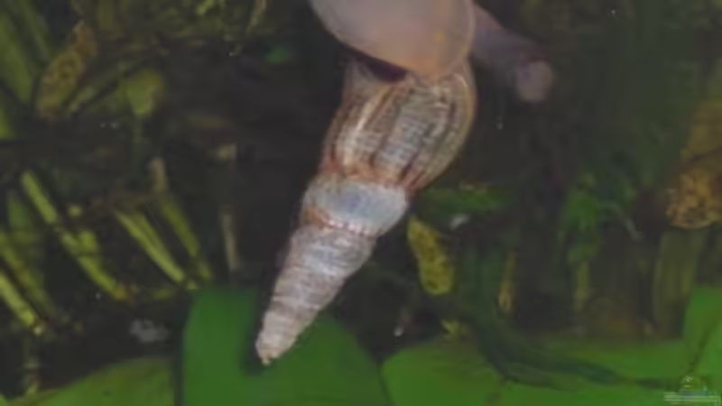 TDS-Turmdeckelschnecke von Dominik (19)