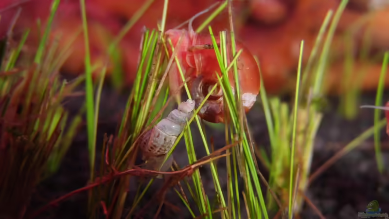 TDS und PHS von Bjarke (41)