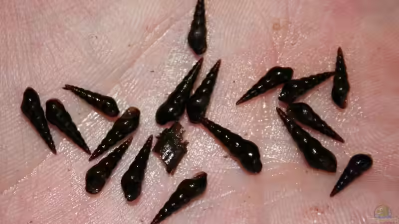 TDS von @mazonas (70)