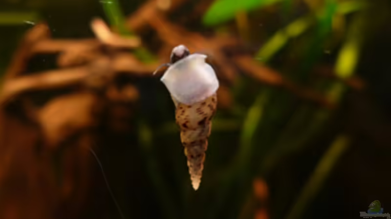 TDS von Cichlid Power (38)