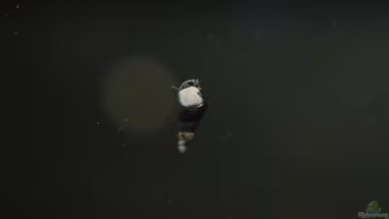 TDS von Hamstermaus (17)