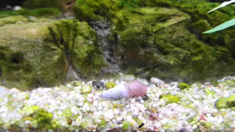 TDS von Intershrimpview (84)