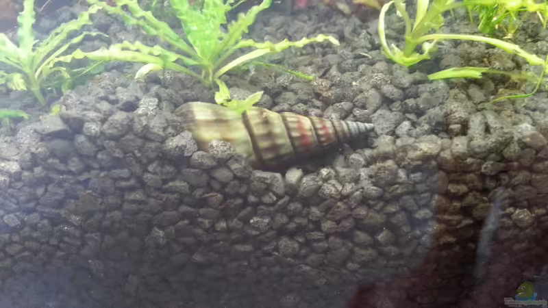 TDS von Marcel Witt (19)