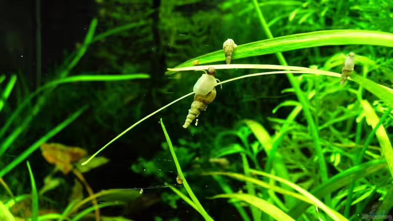 TDS von Mario74 (18)