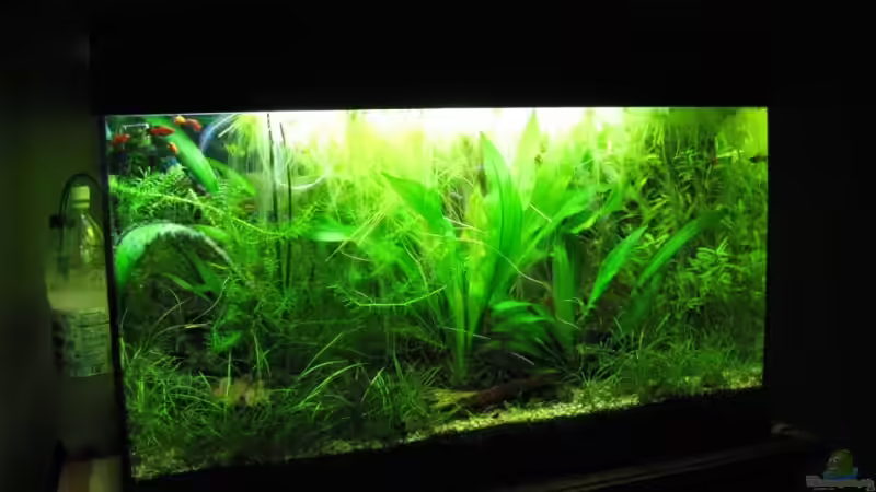 TDS von Marlone (20)