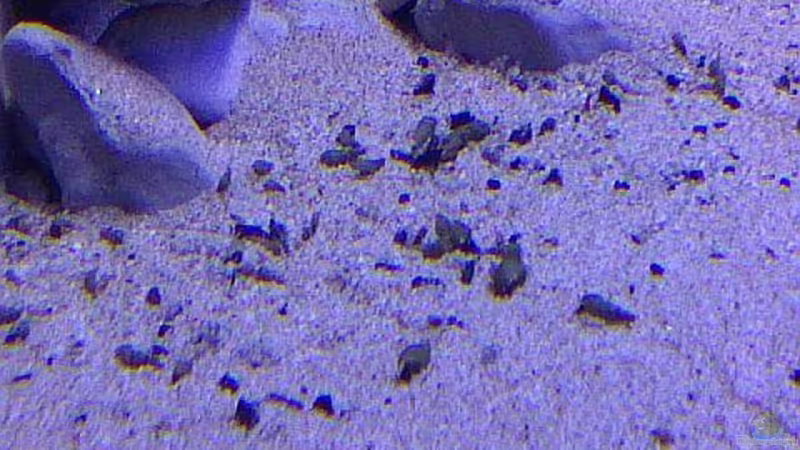 TDS von mbunafreund (10)