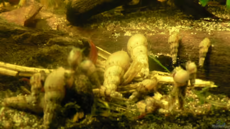 TDS von Zapfenmanderl (10)