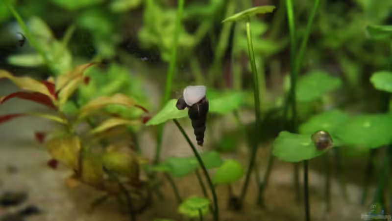 Aquarien mit Melanoides tuberculata (Malaiische Turmdeckelschnecke)