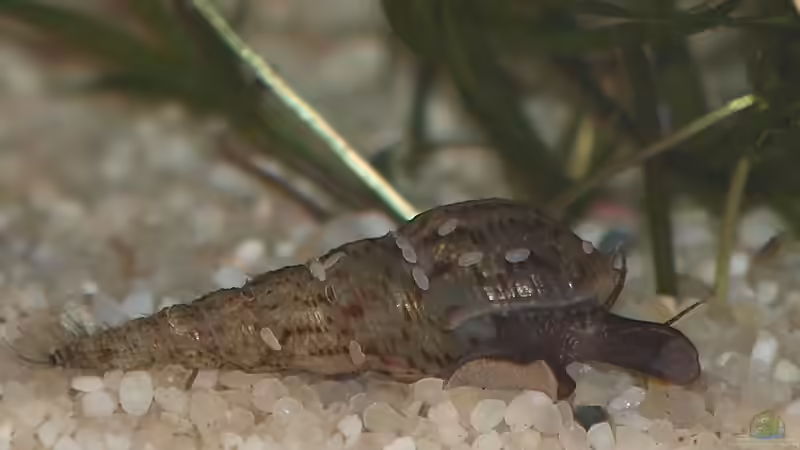Aquarien mit Melanoides tuberculata (Malaiische Turmdeckelschnecke)