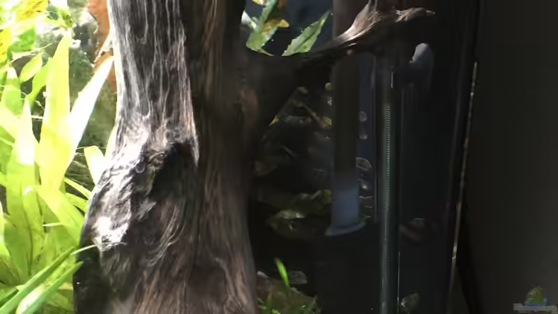 Technickecke hinter Moorkienwurzel von Danny (38)