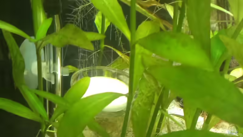 Technik im Aquarium 200er von Pflanzenfreund (17)