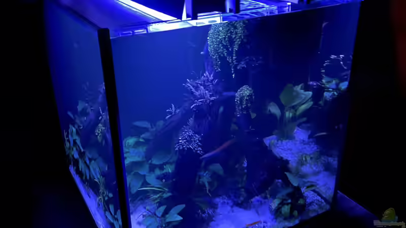 Technik im Aquarium 216er Cube von PeterK (18)