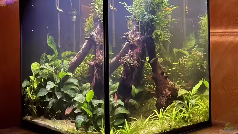 Technik im Aquarium 216er Cube von PeterK (19)