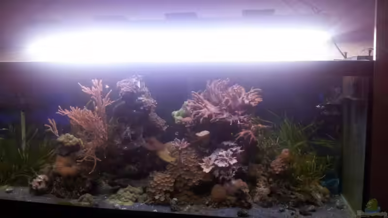 Technik im Aquarium 450l Meerwasser von Maik (30)
