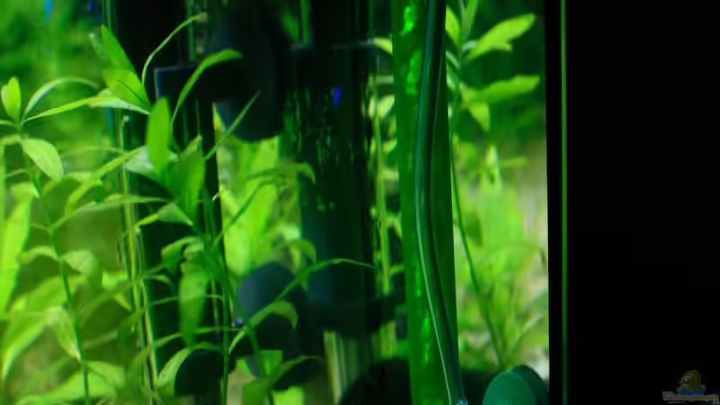 Technik im Aquarium 54 Liter Aufzucht von blubba123 (3)