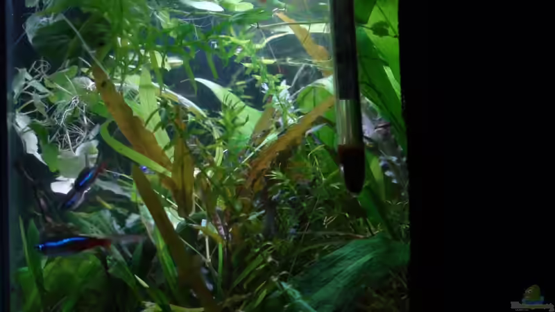 Technik im Aquarium 54l AQ von Snipi (5)