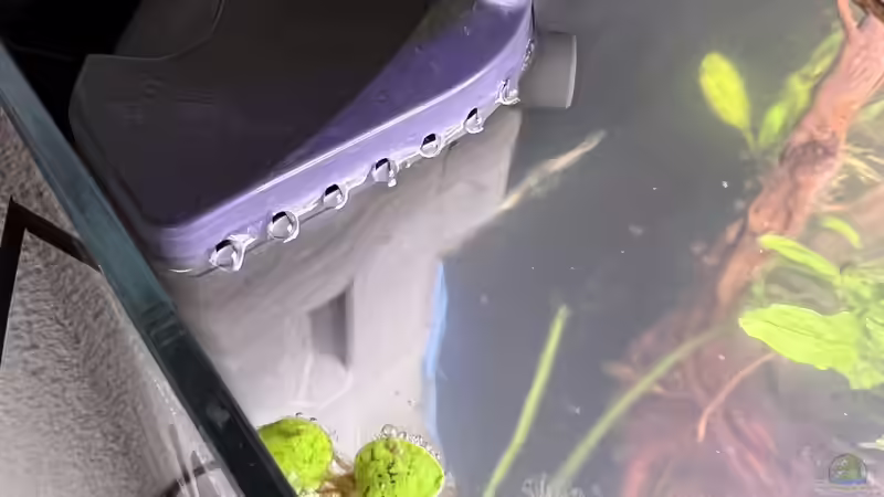 Technik im Aquarium 70 l Mini-Dschungel von Rena (17)