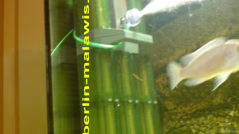 Technik im Aquarium 900 L Räuberbecken von *www.berlin-malawis.de* (2)