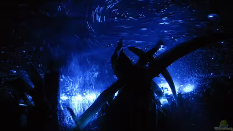 Technik im Aquarium Amazonas - Corner von Jogi (32)