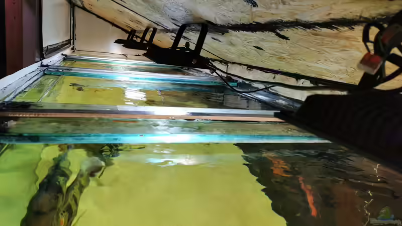 Technik im Aquarium Amazonas 4500l von Fritz Gartner (23)