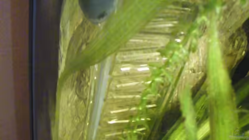 Technik im Aquarium ~Amazonas~ Amano-Stil von Diskus-Freak®aka Benny&Anja (39)