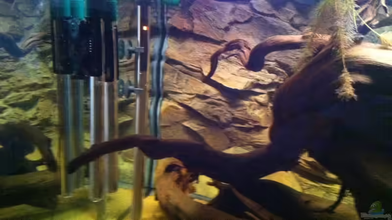 Technik im Aquarium Amazonas In this river... von matthiasm (17)