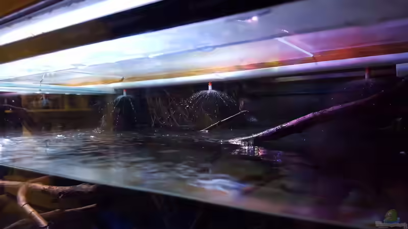 Technik im Aquarium Amazonas klarwasser Biotop von Südamerika Aquanaut (22)