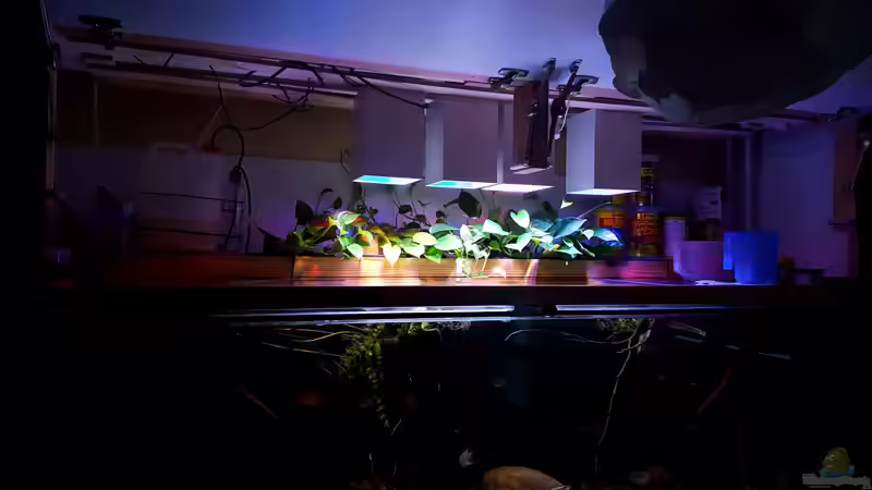 Technik im Aquarium Amazonas klarwasser Nebenfluss (nur noch als Beisp von Südamerika Aquanaut (30)