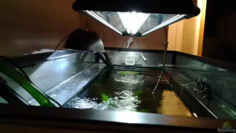 Technik im Aquarium amazonas südamerika live von phrankdiddie (26)