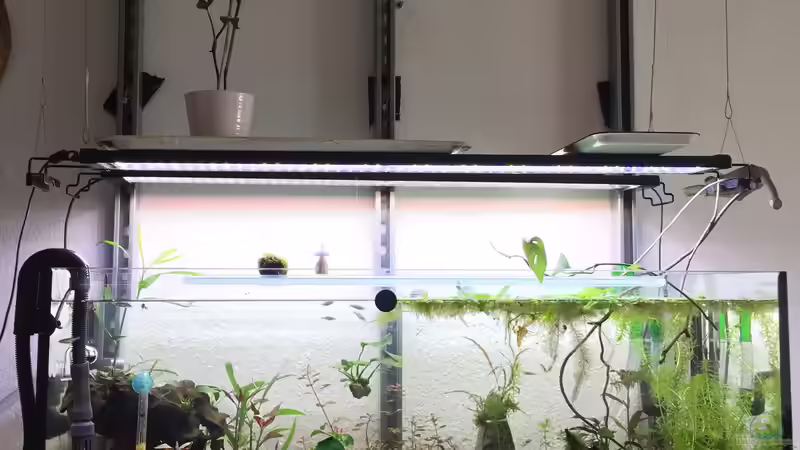 Technik im Aquarium &quot;Hide &amp; Seek&quot; Asia Pond von Paule ´s Beckenbauer (16)