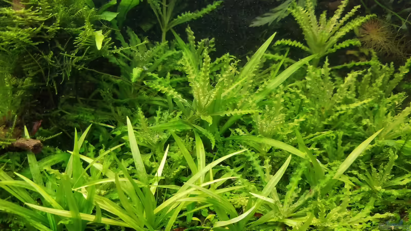 Technik im Aquarium Asien 2019 von Smo (32)