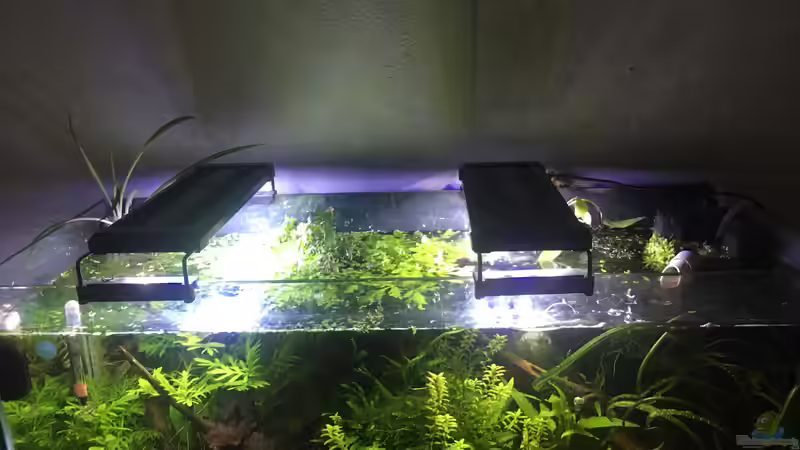 Technik im Aquarium Asienbecken &quot;Badis ruber&quot; von Harald Kästner (25)