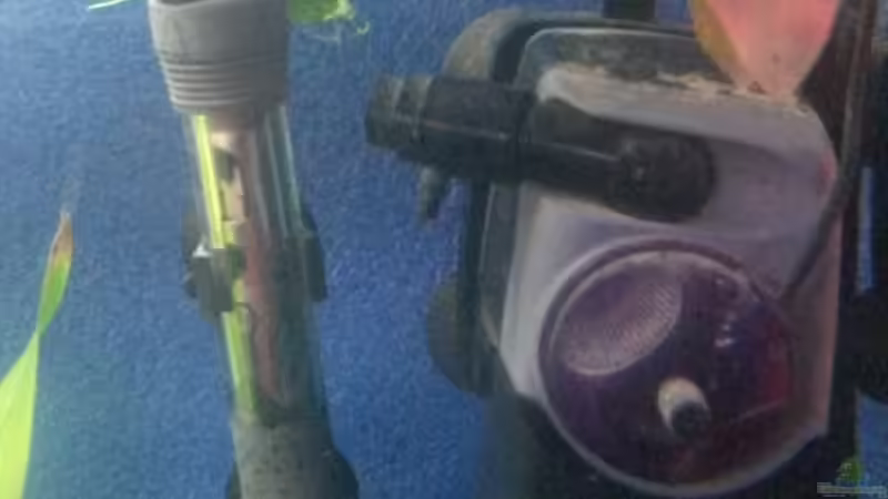 Technik im Aquarium Aufgelöst 2018 Becken 33929 Wald im Nebel von Ceylon (54)