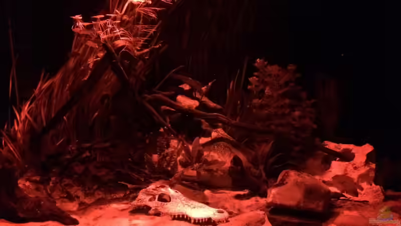 Technik im Aquarium Baby Knochenhechte von Captain Gü (9)