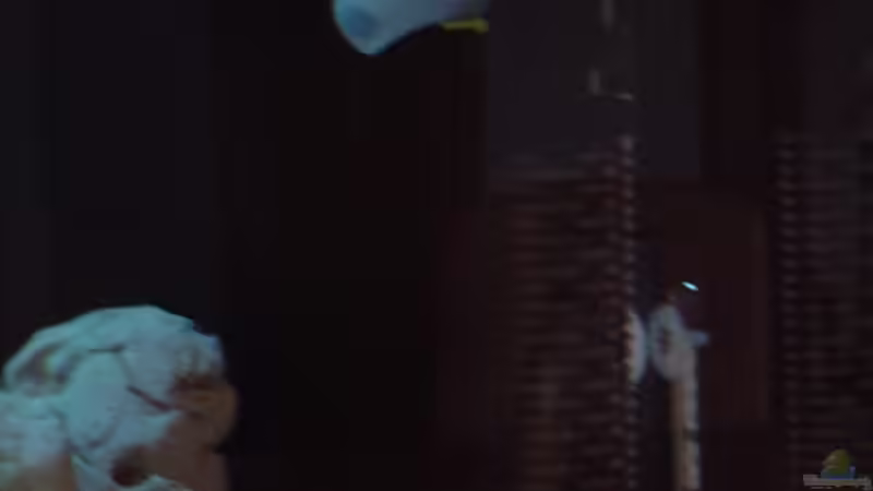 Technik im Aquarium Becken 1037 von Sascha Rikart (6)