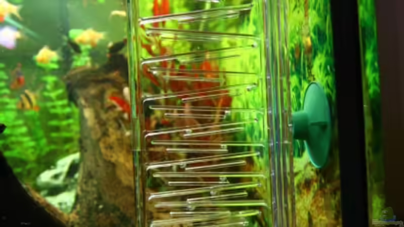 Technik im Aquarium Becken 10384 von Stefan K (21)