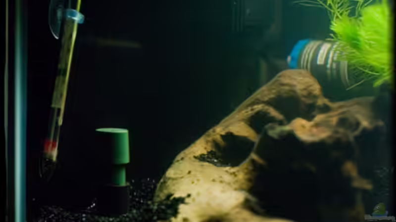 Technik im Aquarium Becken 10799 von hempi23 (7)