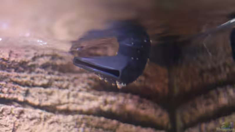 Technik im Aquarium Becken 10942 von Sebastian W. (11)