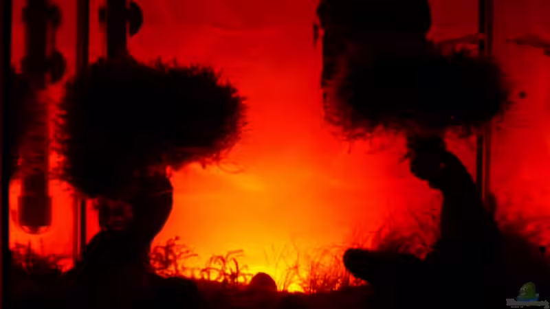 Technik im Aquarium Becken 11178 von Pascal Kapphan (19)