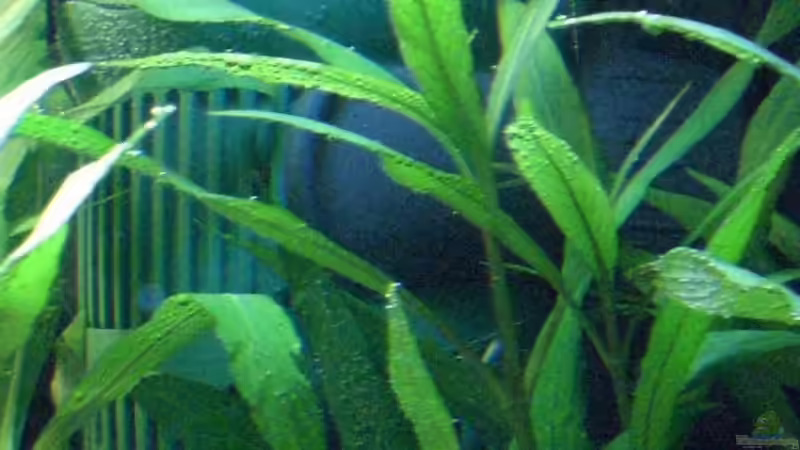 Technik im Aquarium Becken 11220 von Oliver Bäcker (4)