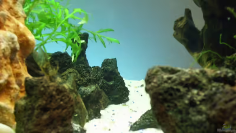 Technik im Aquarium Becken 11416 von Pascal Kapphan (12)