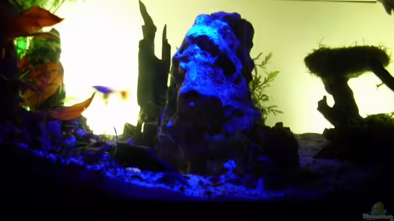 Technik im Aquarium Becken 11416 von Pascal Kapphan (13)