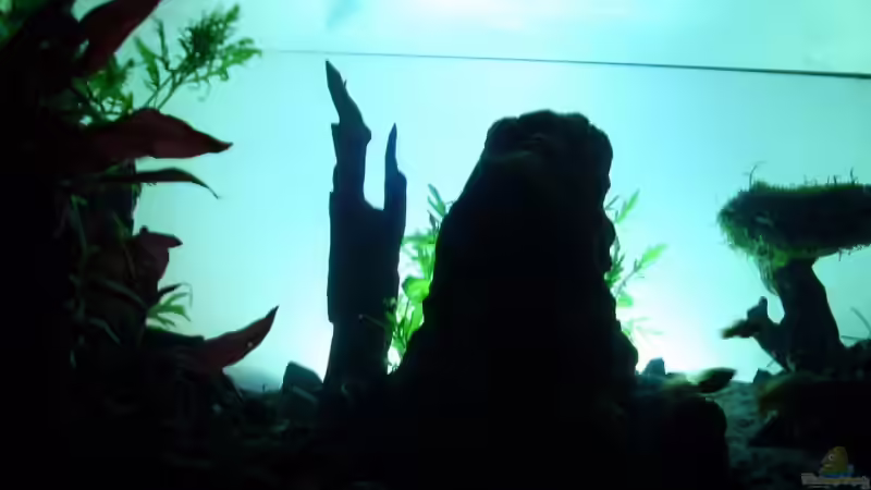 Technik im Aquarium Becken 11416 von Pascal Kapphan (14)