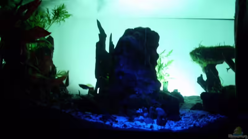 Technik im Aquarium Becken 11416 von Pascal Kapphan (15)