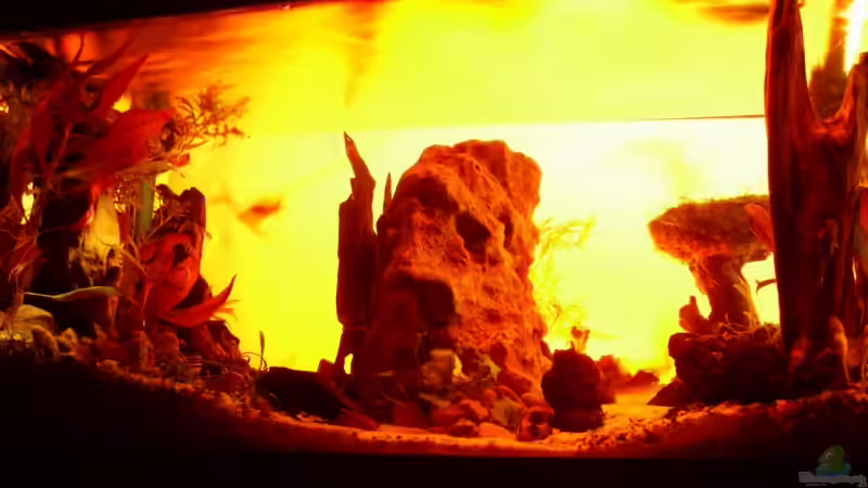 Technik im Aquarium Becken 11416 von Pascal Kapphan (17)