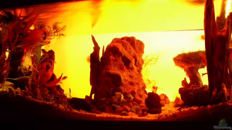 Technik im Aquarium Becken 11416 von Pascal Kapphan (18)